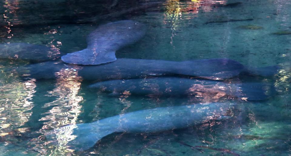 Manatees pack into the spring run for the warm water Thursday at Blue Spring State Park.
