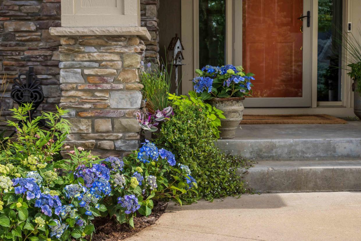 <p>Endless Summer Hydrangeas</p>