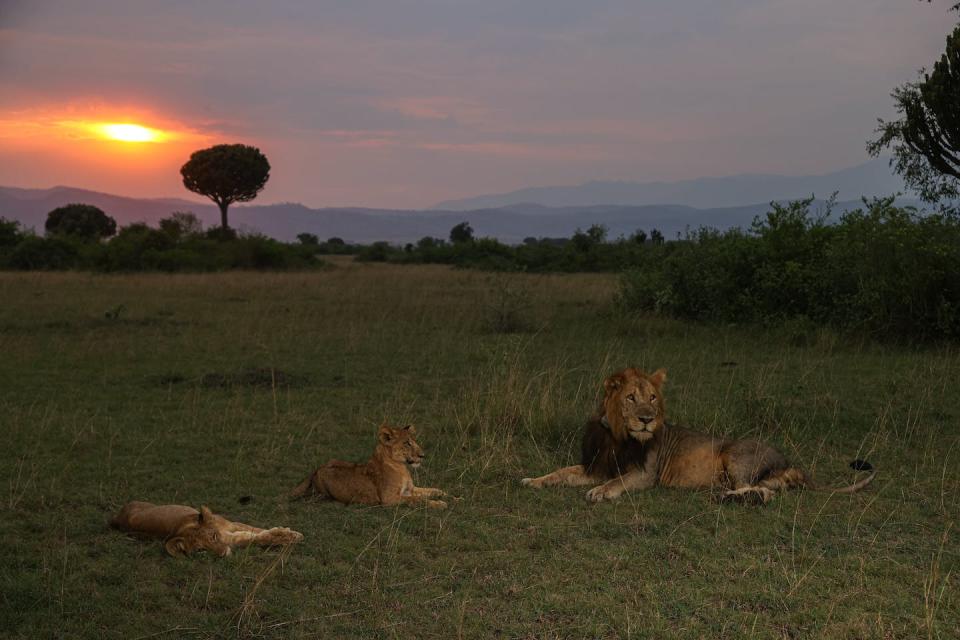 Michael, a male lion sits on the Kasenyi Plains with his two sons in Uganda’s Queen Elizabeth National Park. Michael killed multiple litters of cubs in this area during his takeover after leaving the south of the park.