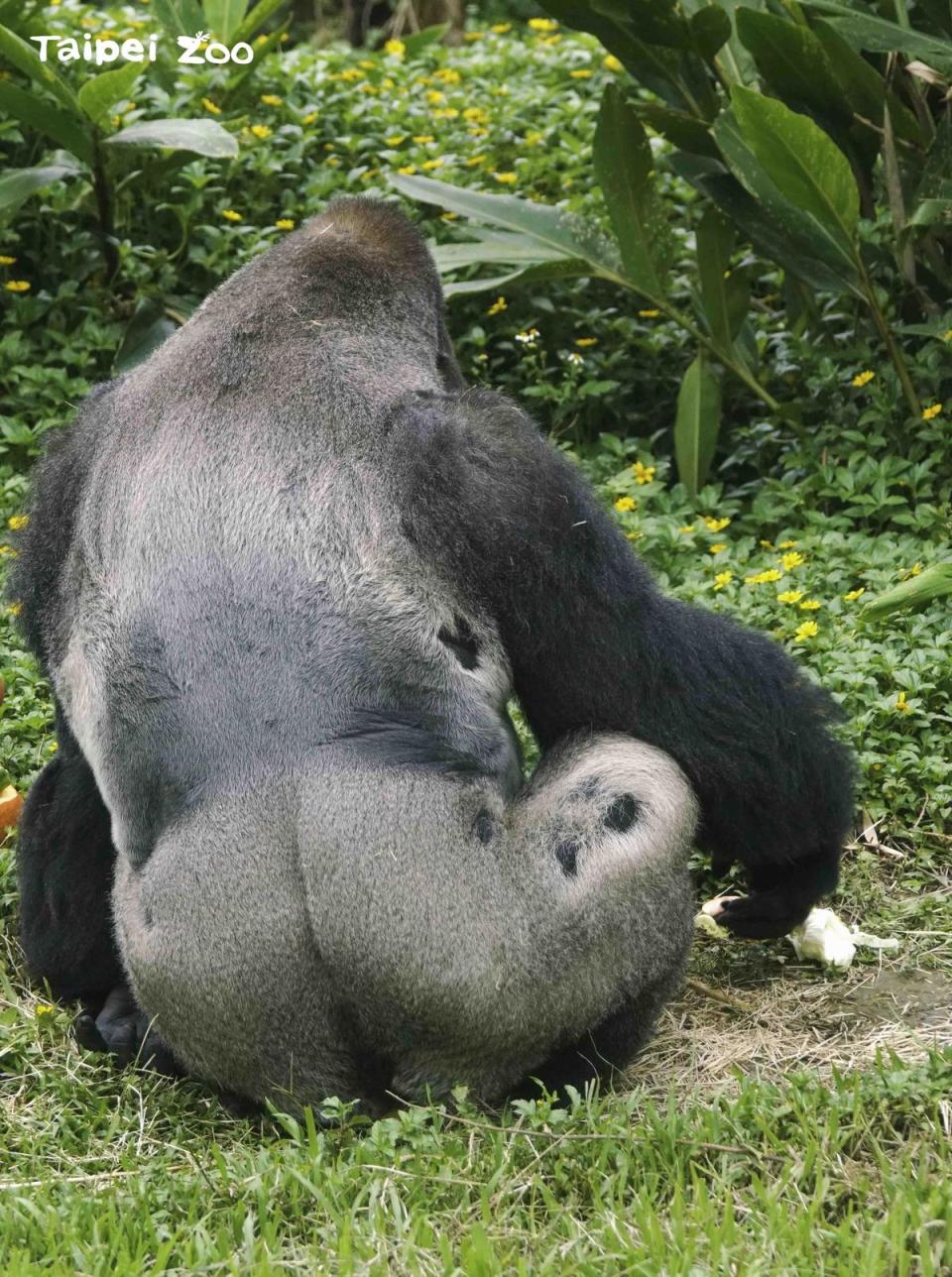 公猩猩迪亞哥腰部及腿部的毛遭Iriki拔掉。（台北市立動物園提供）