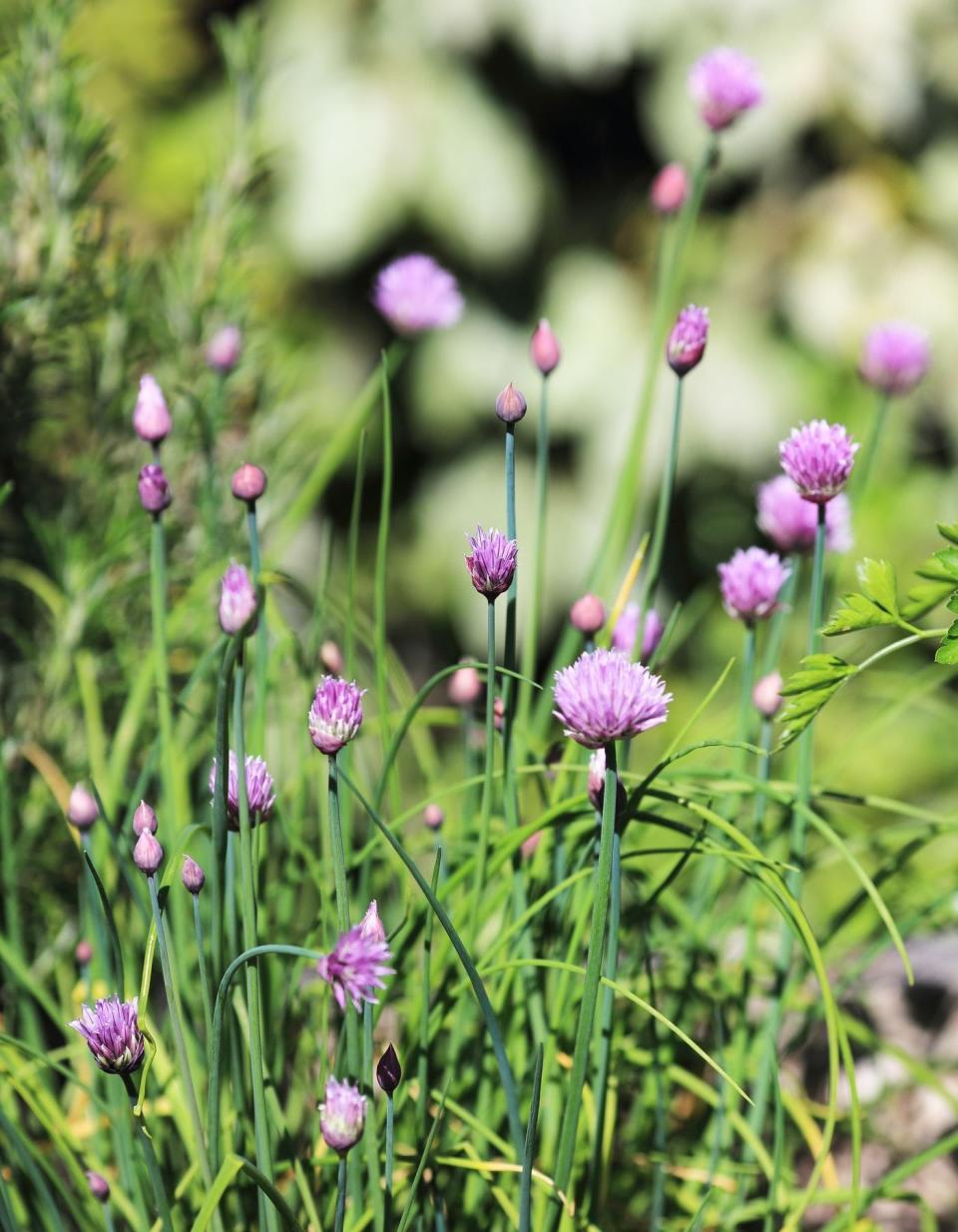 La fleur de ciboulette en cuisine