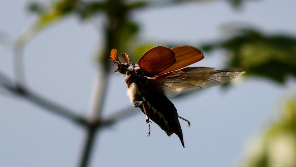 Im baden-württembergischen Oberrotweil fliegt ein Maikäfer durch die Luft. Durch die milden Temperaturen sind die Käfer bereits im April unterwegs. Foto: Patrick Seeger