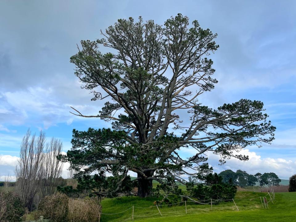 The Hobbiton Movie Set in New Zealand.