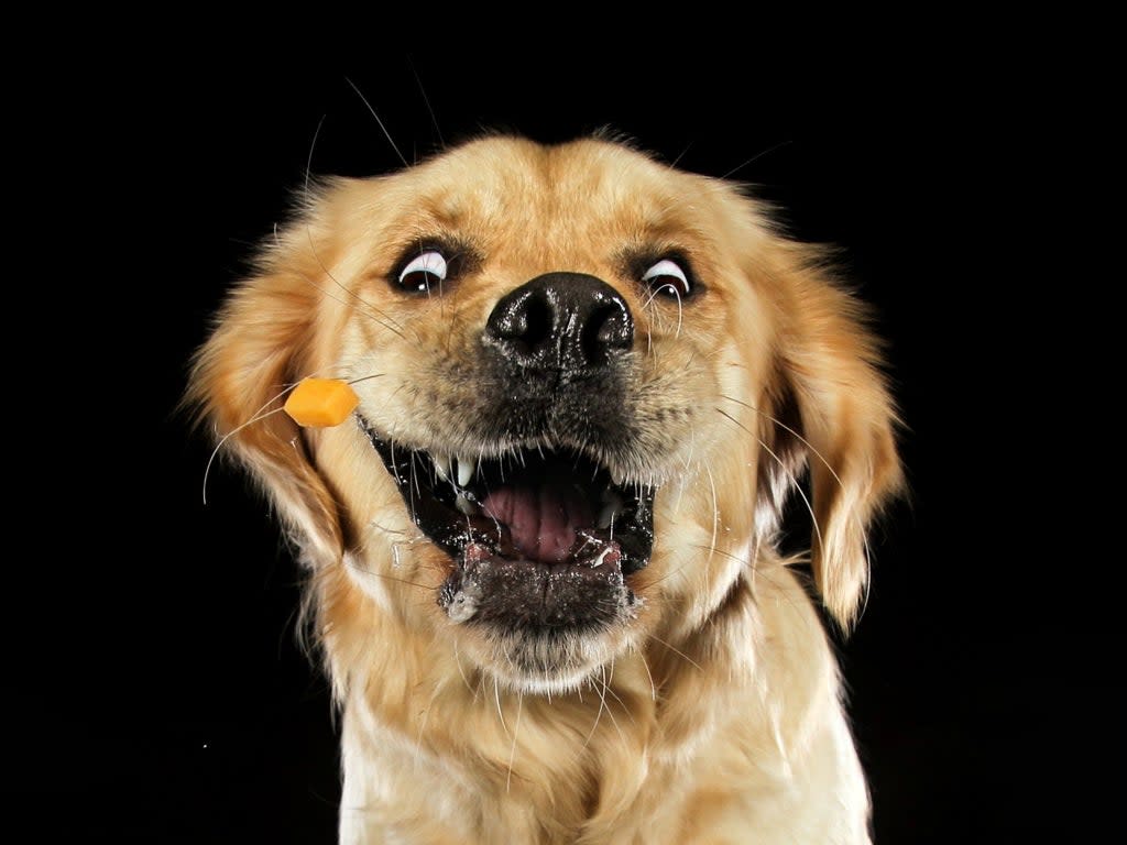 Carolyne Cowan captures pets’ quirky expressions as they are thrown treats  (Carrie Southerton Photography/SWNS)