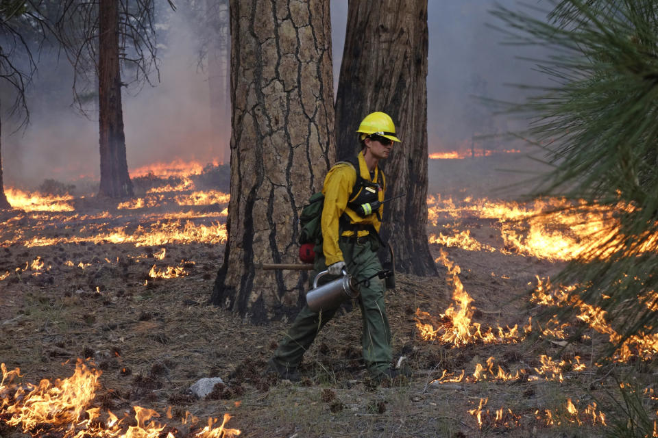 In this June 11, 2019 photo, firefighter Andrew Pettit walks among the flames during a prescribed fire in Cedar Grove at Kings Canyon National Park, Calif. The prescribed burn, a low-intensity, closely managed fire, was intended to clear out undergrowth and protect the heart of Kings Canyon National Park from a future threatening wildfire. The tactic is considered one of the best ways to prevent the kind of catastrophic destruction that has become common, but its use falls woefully short of goals in the West. (AP Photo/Brian Melley)