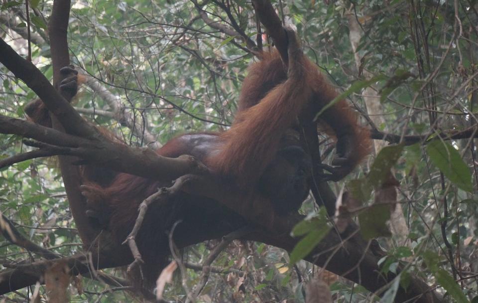 Otto, one of four adult male orangutans observed and recorded for this research, takes a midday smoky nap during Indonesia’s 2015 wildfires. Wendy Erb, <a href="http://creativecommons.org/licenses/by-nd/4.0/" rel="nofollow noopener" target="_blank" data-ylk="slk:CC BY-ND;elm:context_link;itc:0;sec:content-canvas" class="link ">CC BY-ND</a>