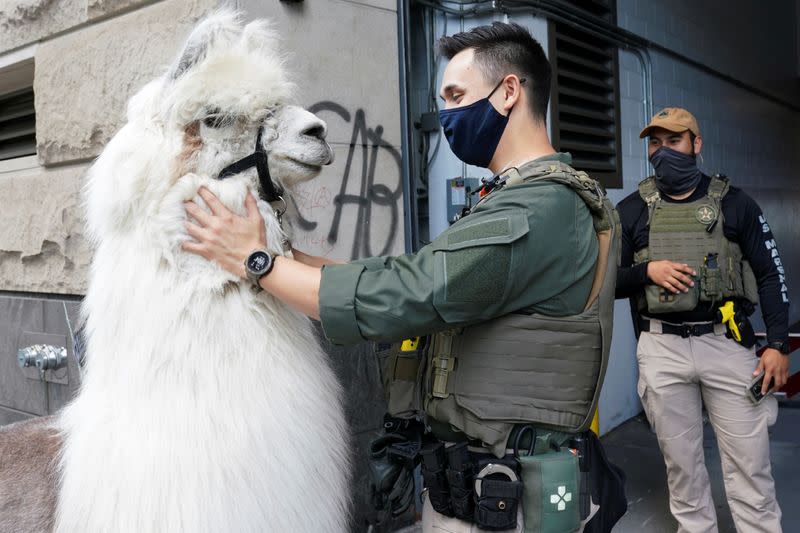 Therapy llama is guided at the site of ongoing protests in Portland