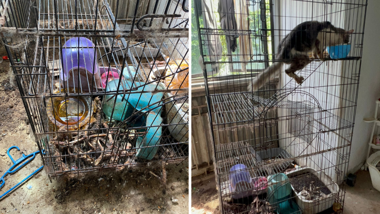 Two surviving cats found amidst remains of their companions.