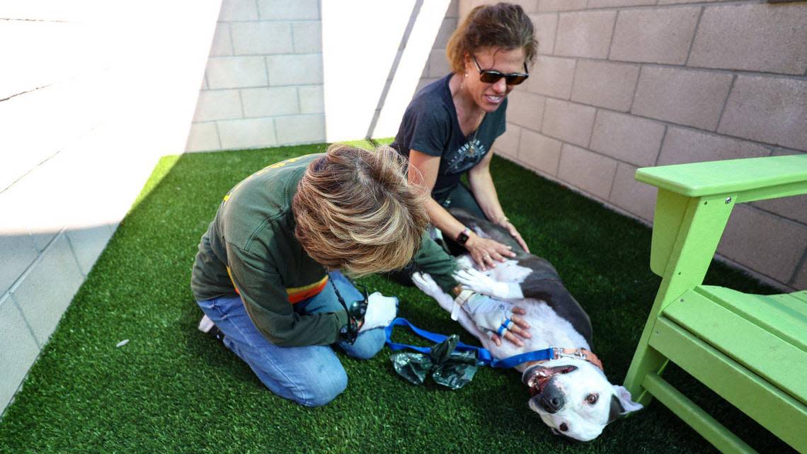 Volunteers MJ Laimer, left, and Haley Webster give Winnie some time outside the kennel at the new San Luis Obispo County Animal Services Center.  The facility will provide a better experience for animals, customers and staff and will replace an older building dating back to the 1970s.