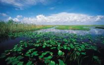 <p>We know you’ll never tire of the powdery beaches that Florida is known for, but it’s worth it to pull yourself away from the ocean to spend time exploring the mangrove waterways and wilderness of the Everglades National Park. Keep your eyes open for manatees, crocodiles, or even a Florida panther. Fishermen will feel at home here, with opportunities to everything from acrobatic tarpon, to snapper or snook.</p>