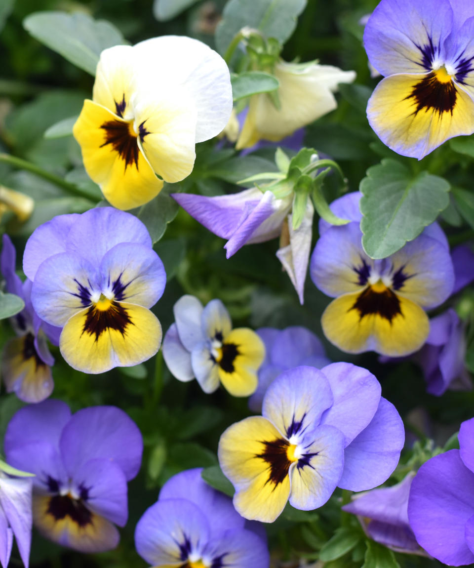 Purple and yellow pansies