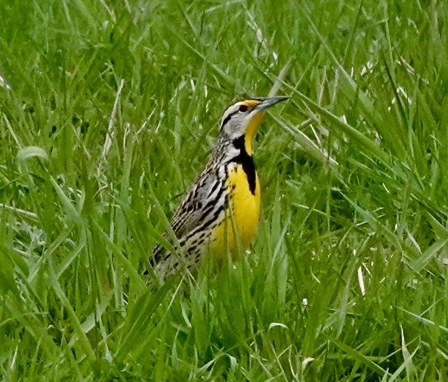 An Eastern Meadowlark shown in New York's Southern Tier