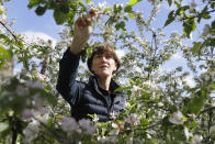 In this May 5, 2020, photo, Ali Capper inspects the blossom on her apple trees at Stocks Farm in Suckley, Worcestershire. Britain’s fruit and vegetable farmers have long worried that the exit from the European Union would keep out the tens of thousands of Eastern European workers who come every year to pick the country’s produce. Now, the coronavirus pandemic has brought that feared future to the present. (AP Photo/Kirsty Wigglesworth)