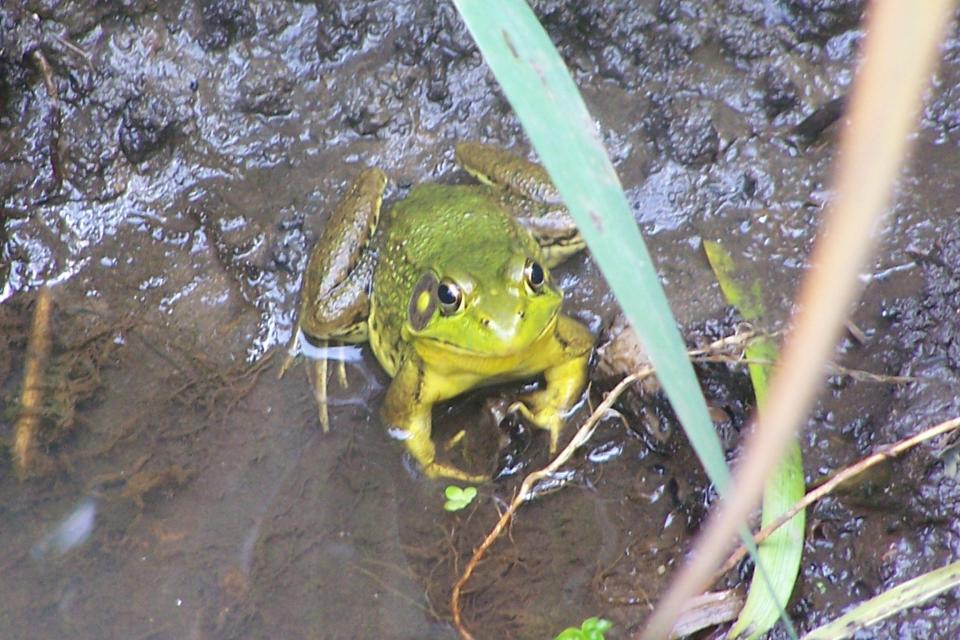 A green frog at Freneau Woods Park in Aberdeen.