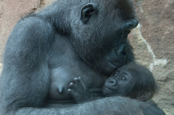 An adult female western lowland gorilla holds her baby in Congo Gorilla Forest.