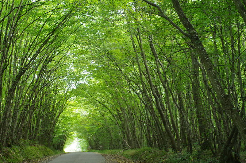 IMGP3281 Voute arborÈe (Indre)