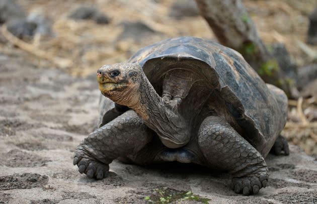 Killing Galápagos giant tortoises has been prohibited since 1933. (Photo: RODRIGO BUENDIA via Getty Images)
