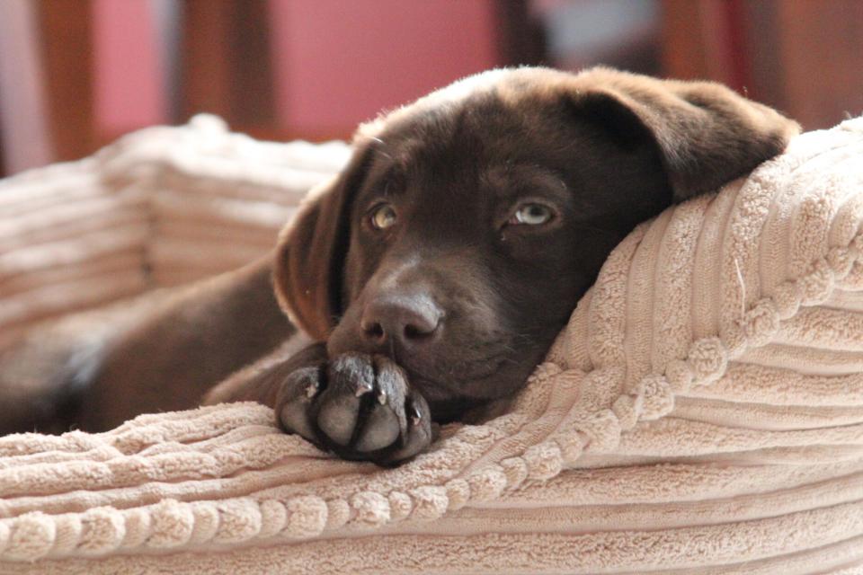 chocolate lab puppy laying in tan dog bed