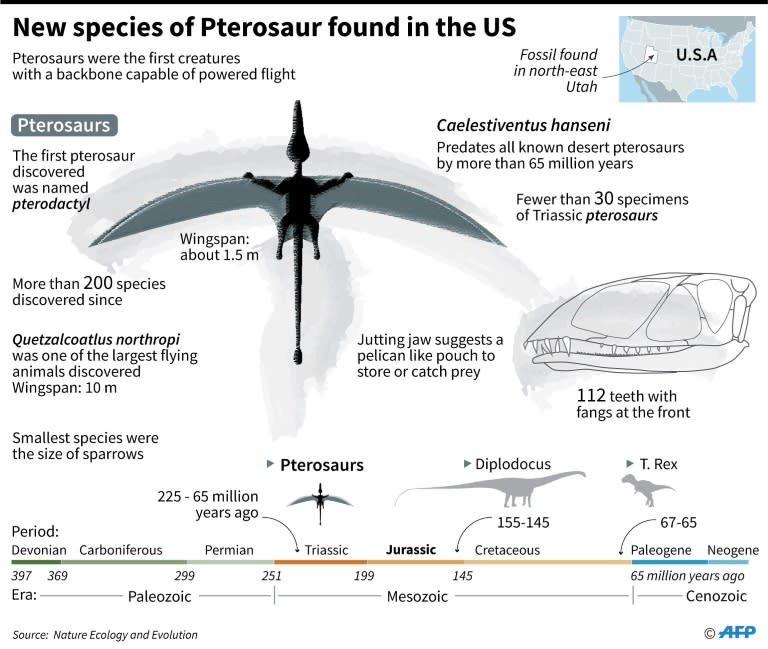 Fossil evidence suggests tiny pterosaurs the size of house cats