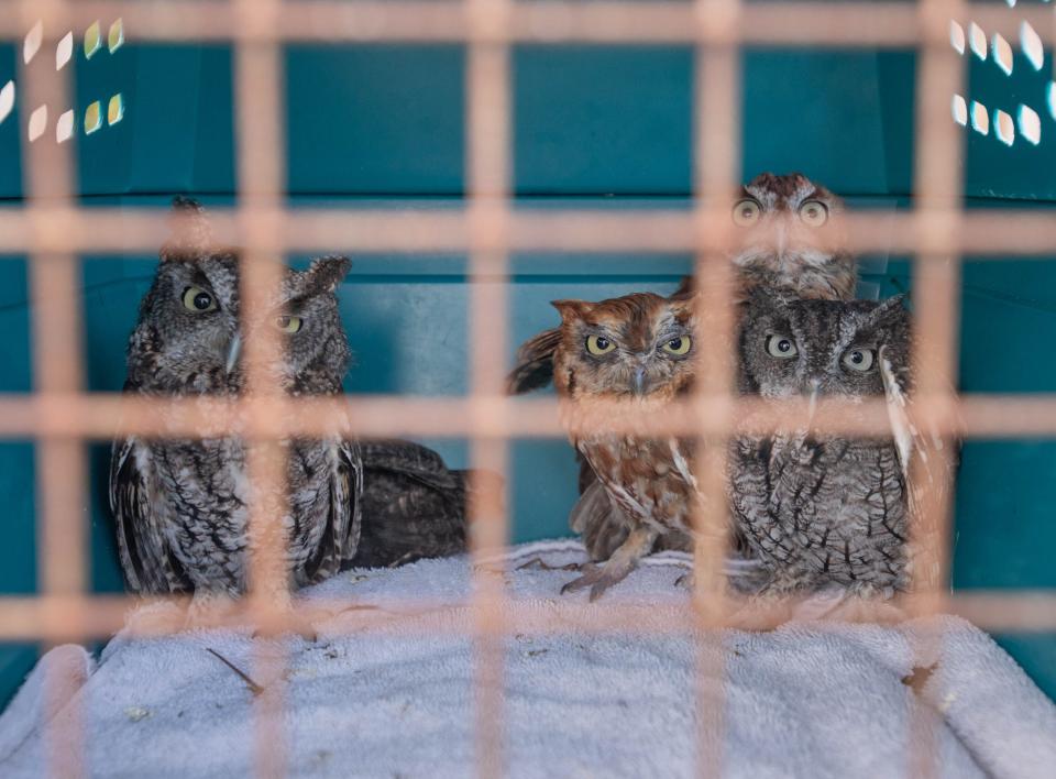 Several eastern screech owls await to be released back into the wild from the Wildlife Sanctuary of Northwest Florida in Pensacola on Monday, Aug. 21, 2023.