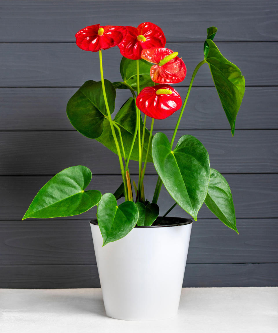 5. Flamingo flower (Anthurium andraeanum)