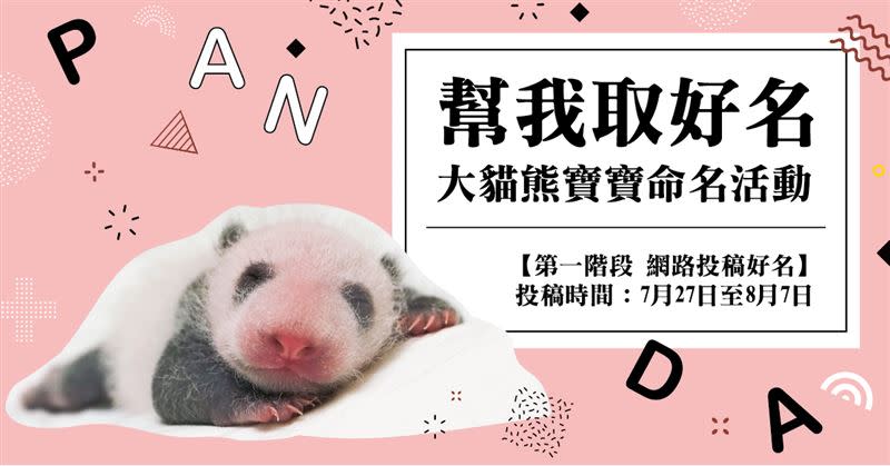 臺北市立動物園特別推出「幫我取好名〜大貓熊寶寶命名活動」。（圖／臺北市立動物園提供）