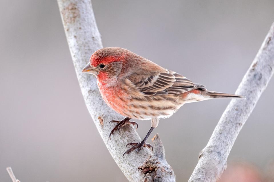 house finches