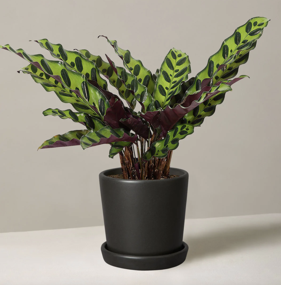 <p><a href="https://go.redirectingat.com?id=74968X1596630&url=https%3A%2F%2Fwww.thesill.com%2Fproducts%2Fcalathea-rattlesnake%3Fvariant%3D40298537844841&sref=https%3A%2F%2Fwww.womenshealthmag.com%2Flife%2Fg26610281%2Fbest-indoor-plants%2F" rel="nofollow noopener" target="_blank" data-ylk="slk:Shop Now;elm:context_link;itc:0;sec:content-canvas" class="link ">Shop Now</a></p><p>Calathea Rattlesnake</p><p>The Sill</p><p>$69.00</p>