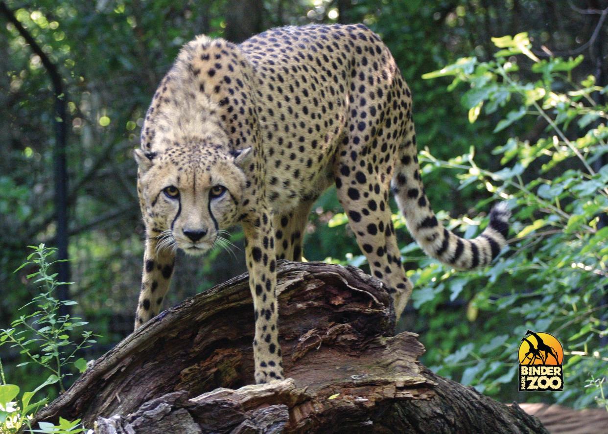 A cheetah at Binder Park Zoo in Battle Creek.