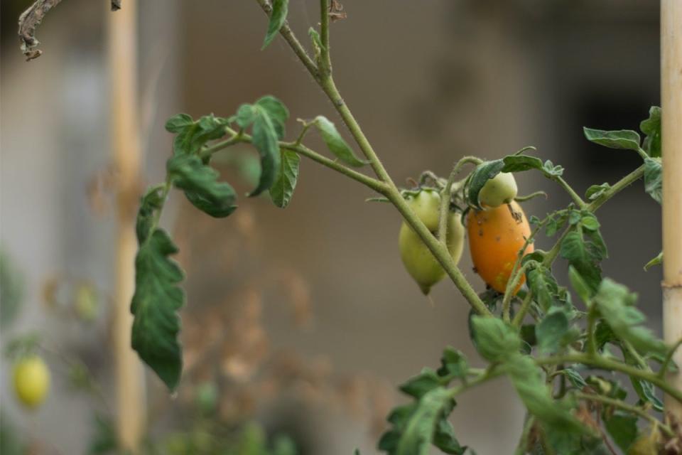 tomato pruning mistakes