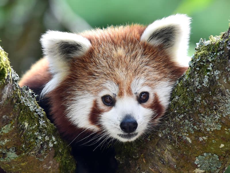 FILE PHOTO: A one year old Red Panda sits in the trees having only recently arrived to a brand new enclosure at the Manor Wildlife Park, St Florence, near Tenby in Wales,