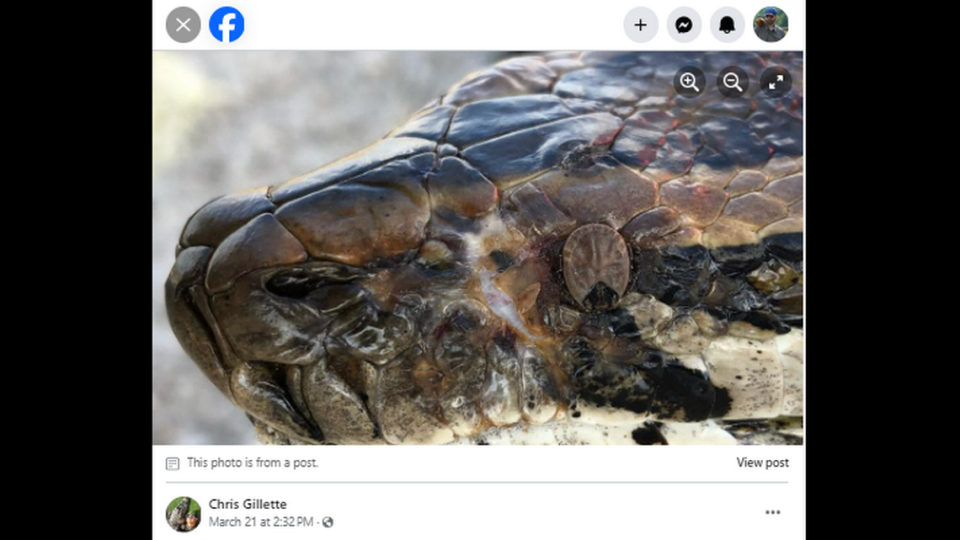 Wildlife adventure guide Chris Gillette reports he came across this python with a tick feeding in its eye socket while in Florida’s Everglades.