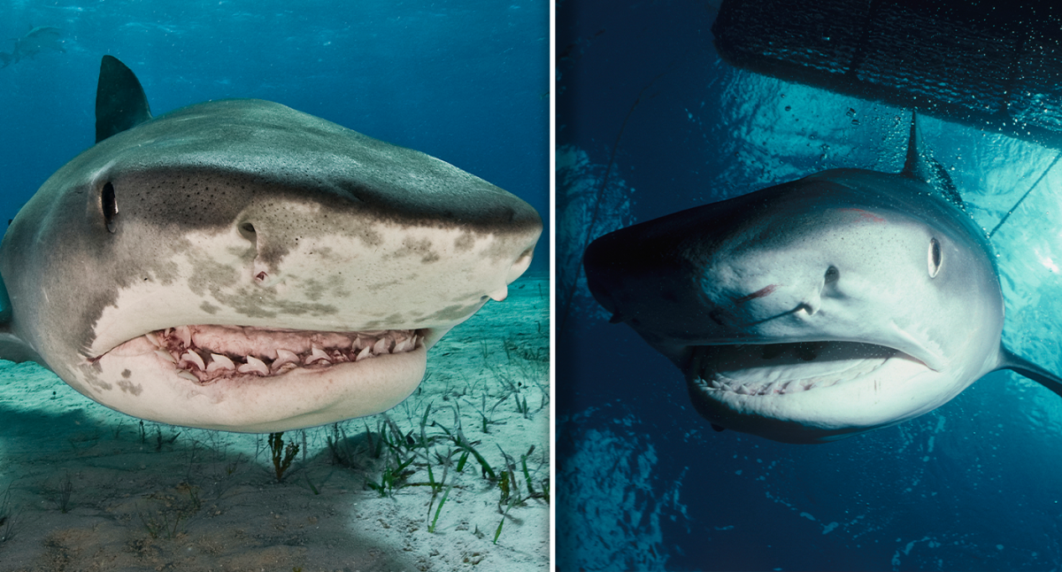 Tiger Shark, Great Barrier Reef: Apex Predator of the GBR