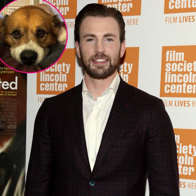 Stars Who Adopted Pets from Sets: Chris Evans, Sarah Jessica Parker