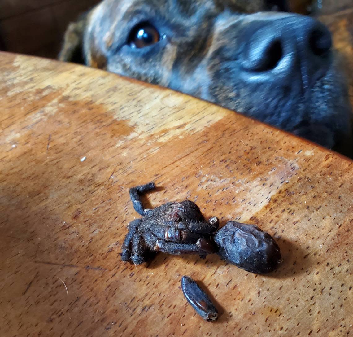 Is it a turd or a dehydrated tarantula lightly dusted with salt? Either way, this pup wants it.