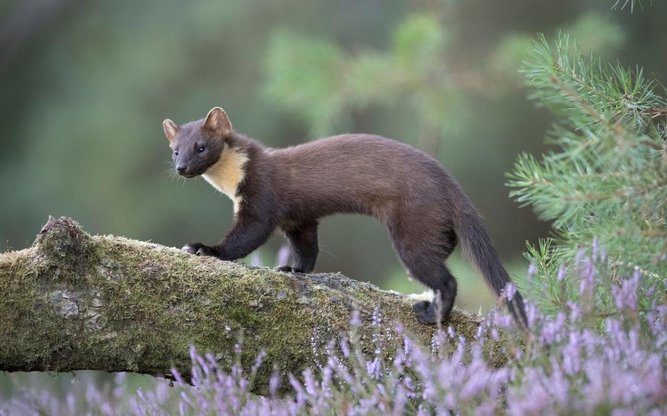 Pine martens are now a rare sight - Getty