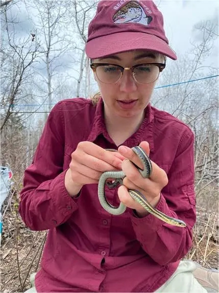 The red-sided garter snake lives is now a species of concern after the 2023 wildfires burned much of its habitat around Fort Smith.  (Submitted by the Department of Environment and Climate Change - image credit)