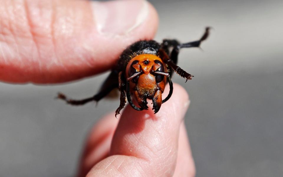 Asian hornets: how to spot the predatory species that threatens to destroy the nations bees  - Elaine Thompson