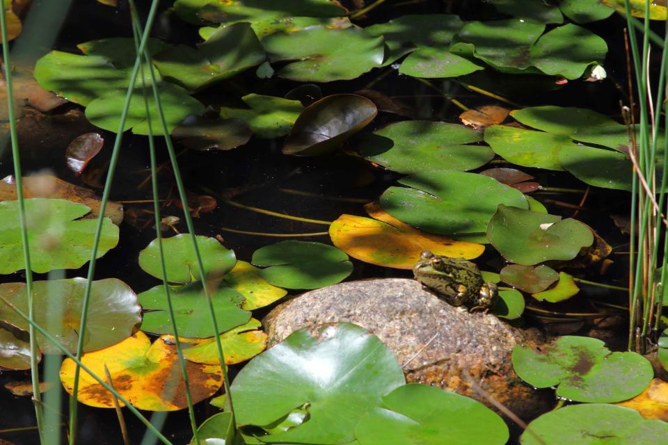 HOW DO YOU BUILD A SMALL WILDLIFE POND?