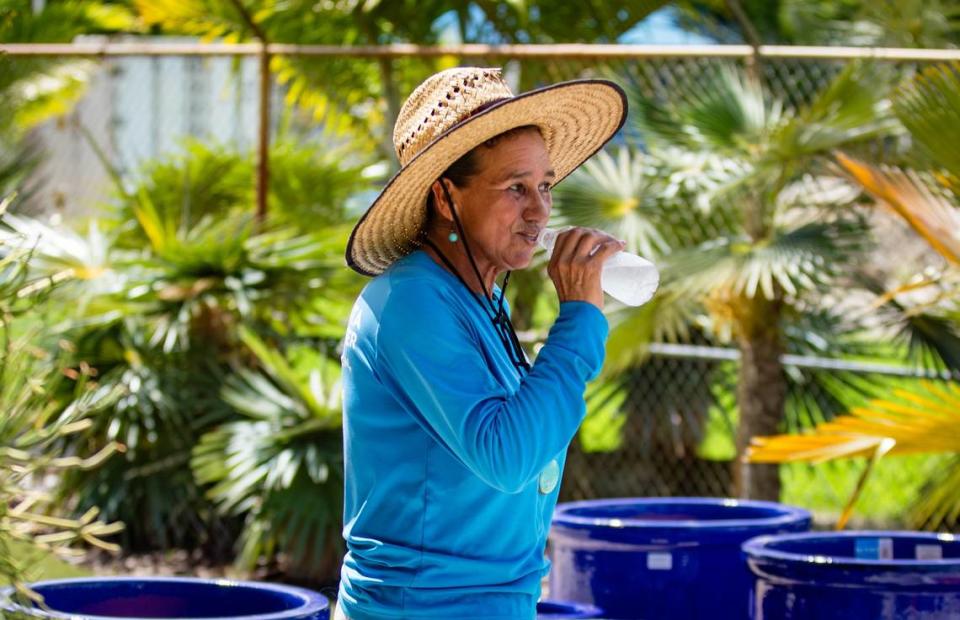 Outdoor worker at Casaplanta Garden Center, Otty Bustos, takes a water break on Friday, July 5, 2024 in Kendale Lakes, Fla.