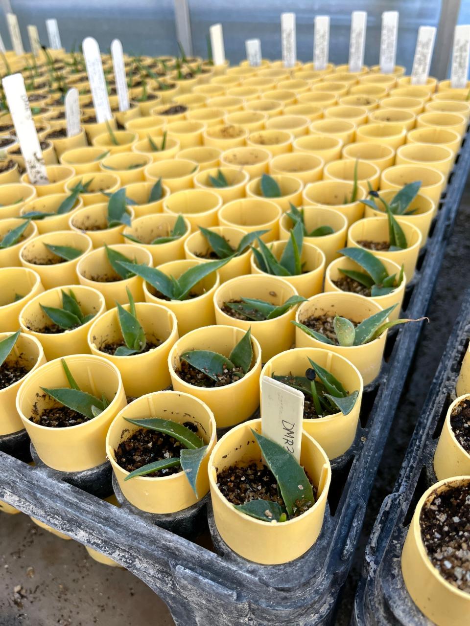 Agave seedlings growing at Sul Ross State University for the Adopt an Agave program.