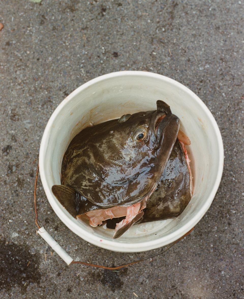 Fish heads from halibut Dune Lankard just filleted that were caught by his nephew, Jimmy.