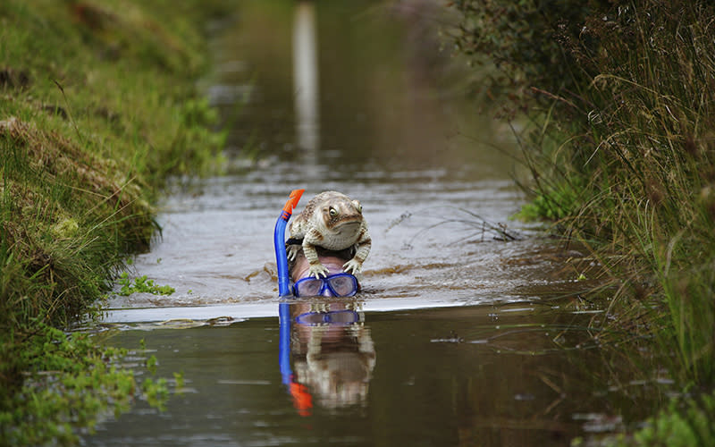 A competitor wearing a large frog and snorkeling gear takes part in the Rude Health World Bog Snorkeling Championships