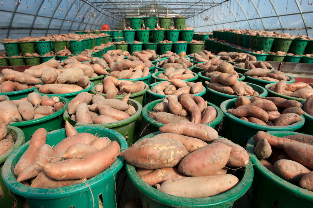 Baskets of vegetables on a farm, yams