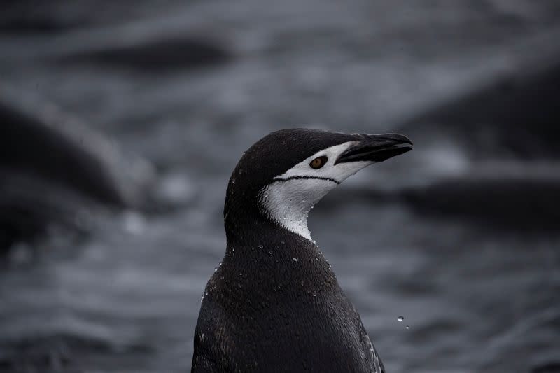 The Wider Image: On board the Antarctic expedition that reveals dramatic penguin decline