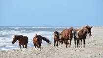 <p>On <a href="https://www.assateagueisland.com/" rel="nofollow noopener" target="_blank" data-ylk="slk:Assateague Island;elm:context_link;itc:0;sec:content-canvas" class="link ">Assateague Island</a> off the coasts of Maryland and Virginia, more than 200 feral horses peacefully wander around the beaches and sandy dunes, much to the delight of visitors. The ponies are likely descendants of ones brought by mainland owners in the late 17th century. </p>