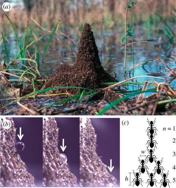 Fire ants form a tower in a Louisiana swamp.