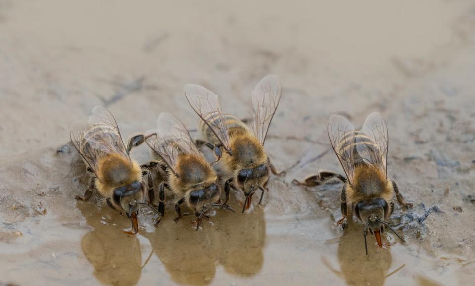 Bees likely ingest antimicrobial resistance genes from water bodies exposed to runoff from people’s properties or wastewater. Shutterstock