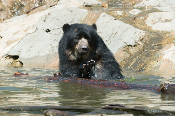 Bouba the Andean bear is pictured at the Wildlife Conservation Society's Queens Zoo. Andean bears are the only bear species endemic to South America.