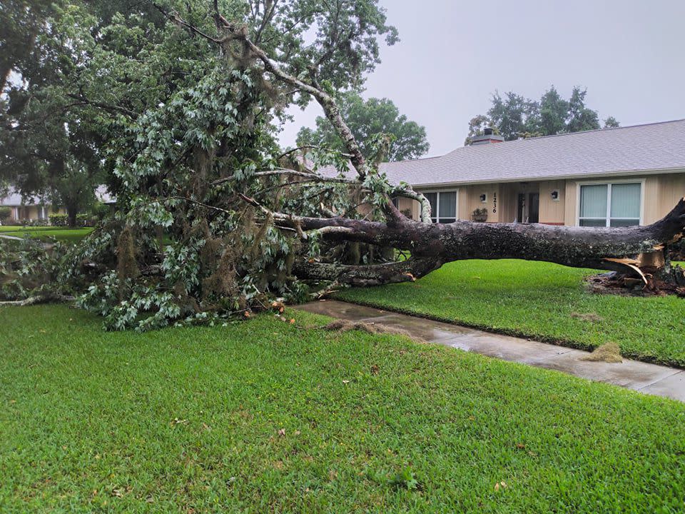 Severe weather caused a large tree to fall down in a south Orlando neighborhood.